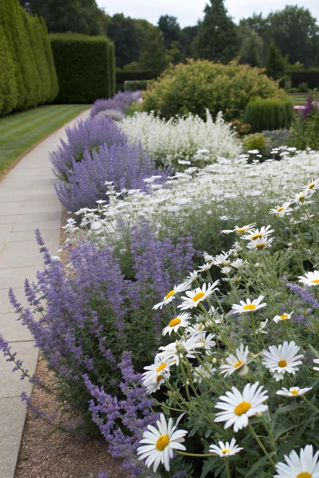 A timeless garden scene showcasing Azure blooms and classic snowdrop daisies.