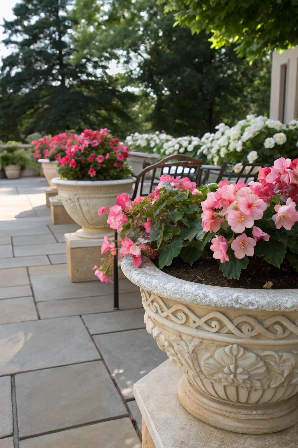 A shaded patio adorned with resilient begonias in full bloom, arranged within stylish containers.