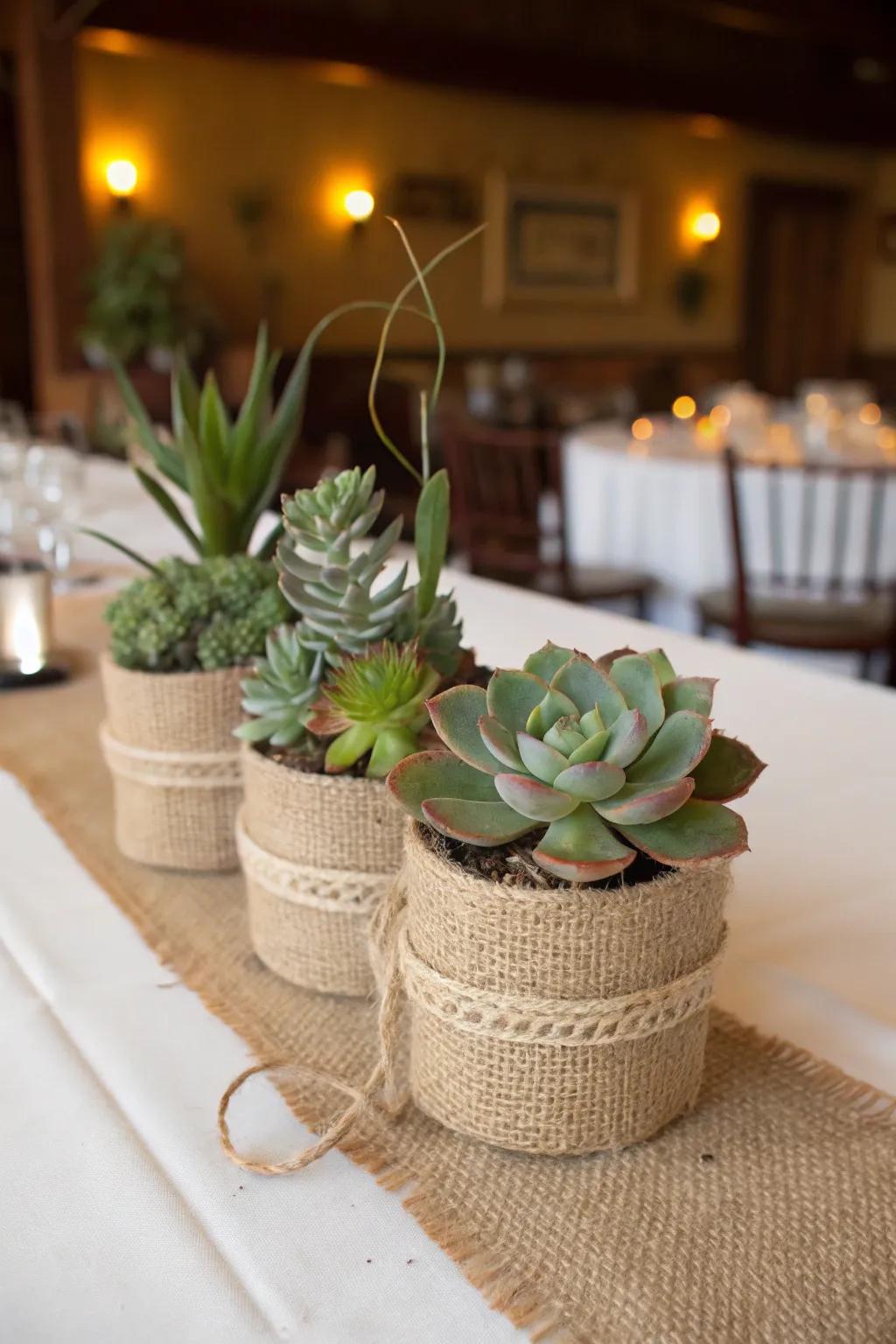 Succulents within burlap containers present rustic allure.