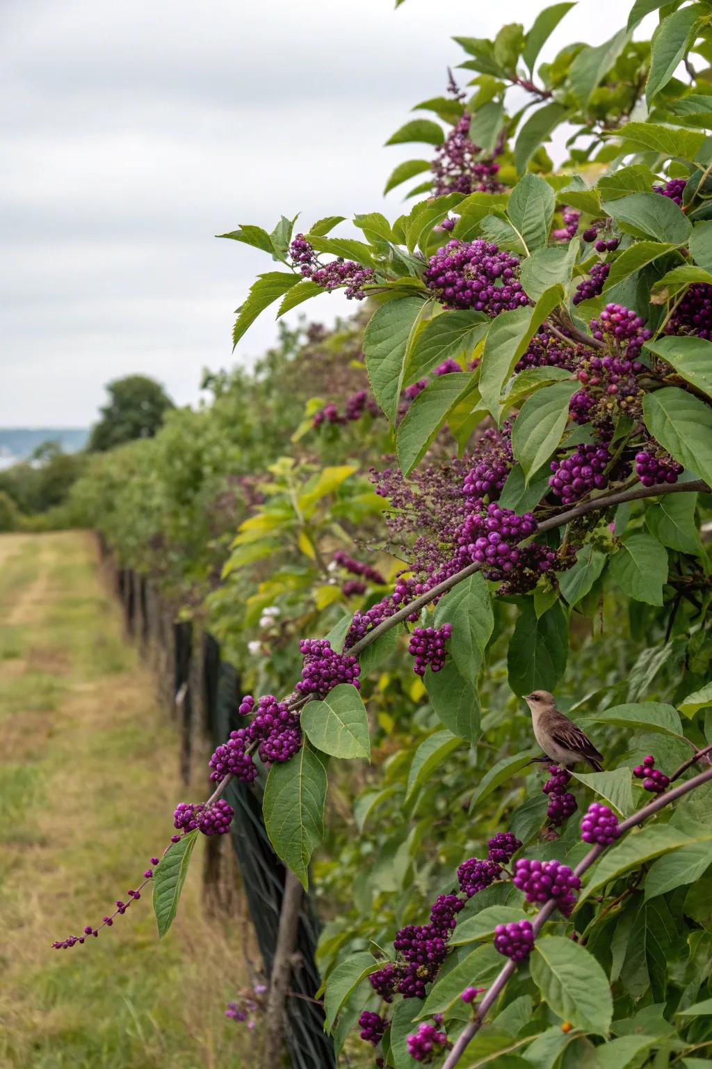 Purple berries shrubs provide seclusion and a banquet for wildlife.
