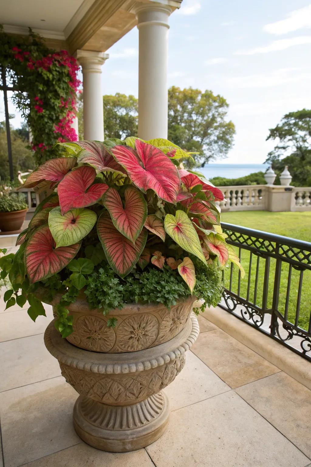 Tiered caladiums deliver depth and visual fascination.