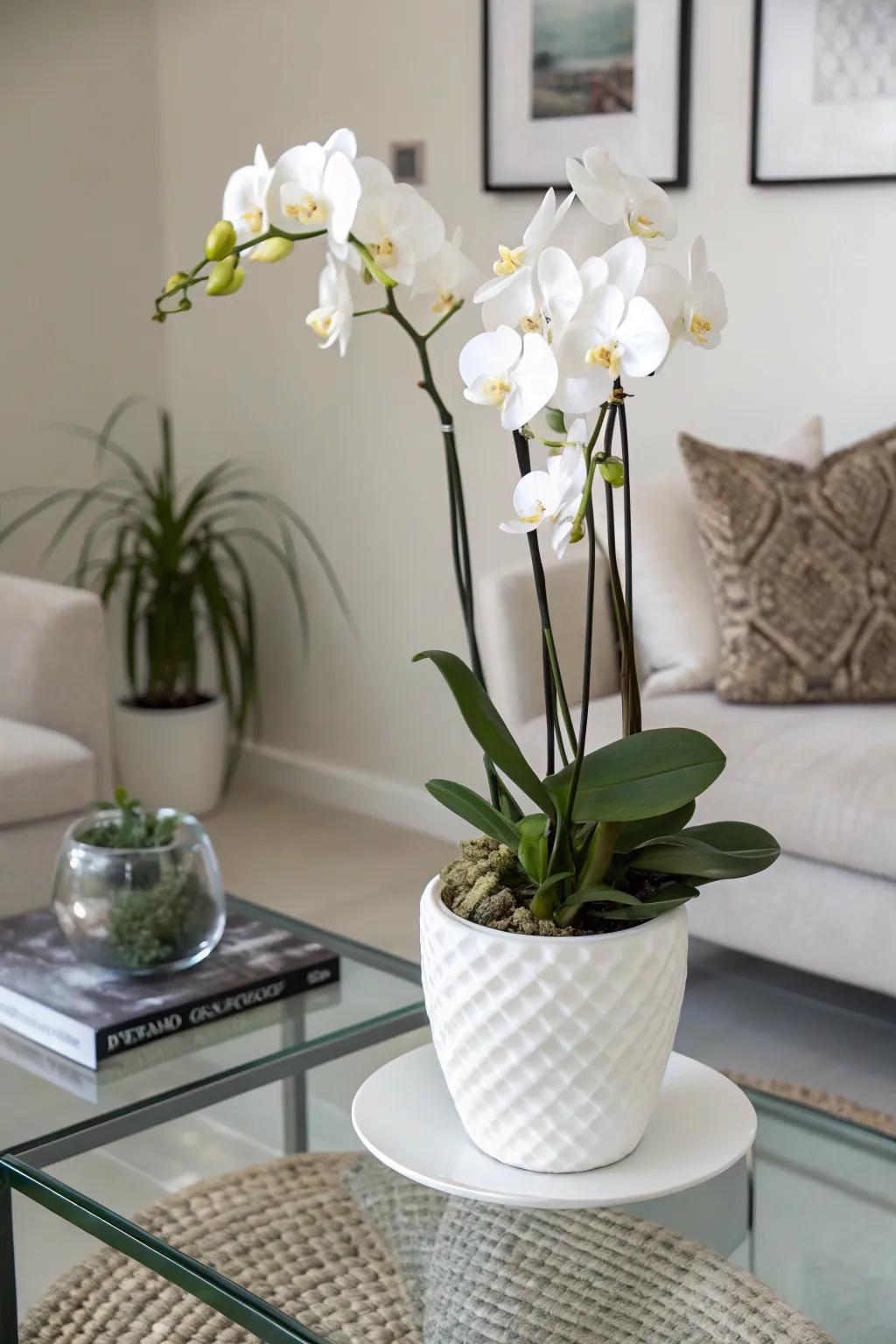 A sophisticated orchid arrangement exuding a contemporary essence.