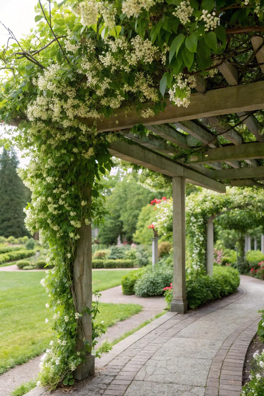 Establish a sweet-scented retreat with snow vine-draped walkways.
