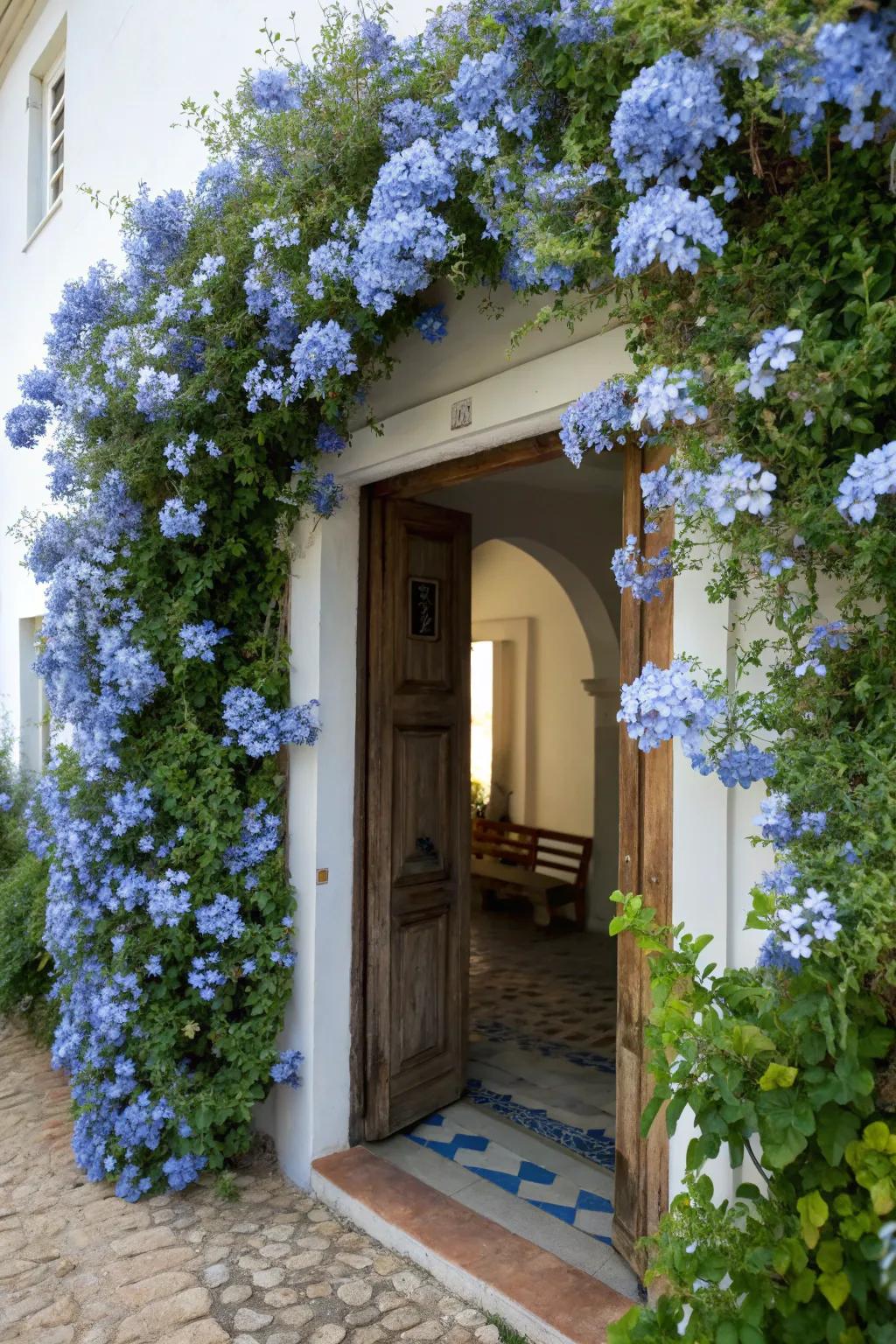 An entryway graced with descending cerulean blossom blooms.