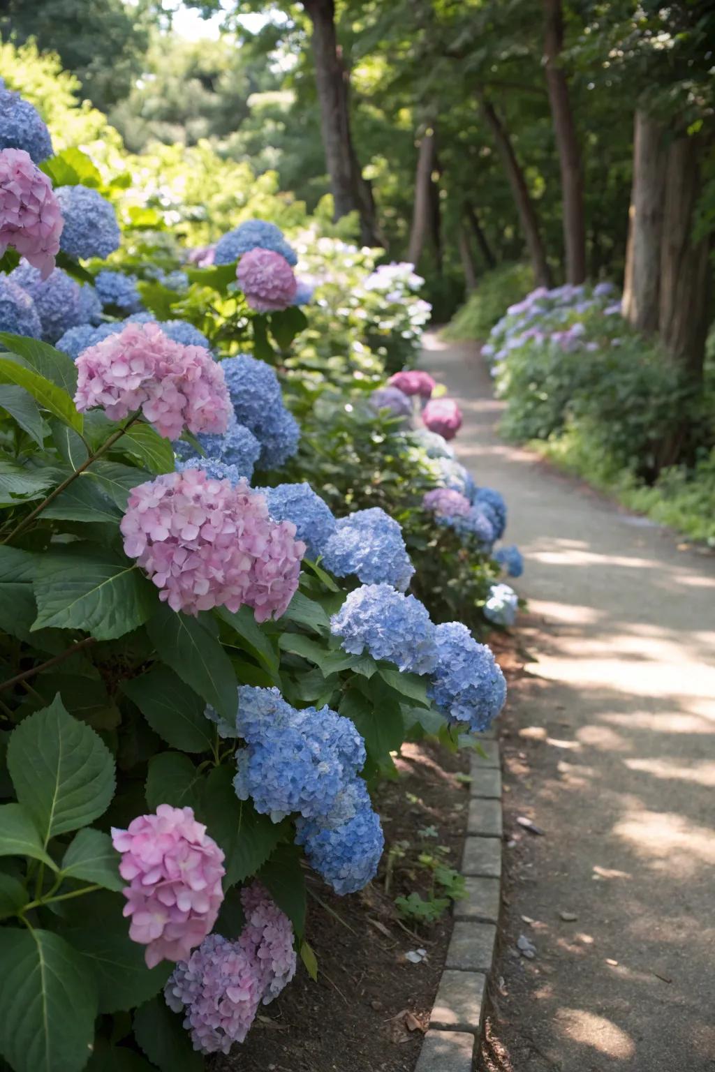 Hydrangeas displaying their ageless beauty through their large blossoms.