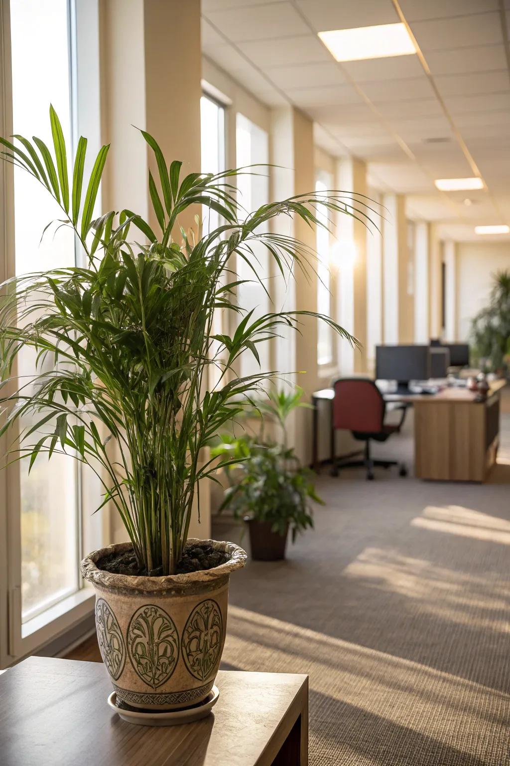 Add tropical appeal with Areca Palms.