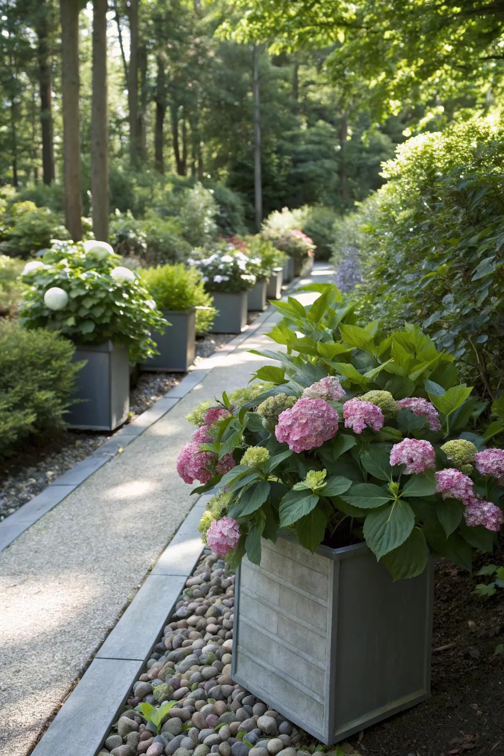A shady garden pathway embellished with blooming compact hydrangeas nestled in elegant pots.