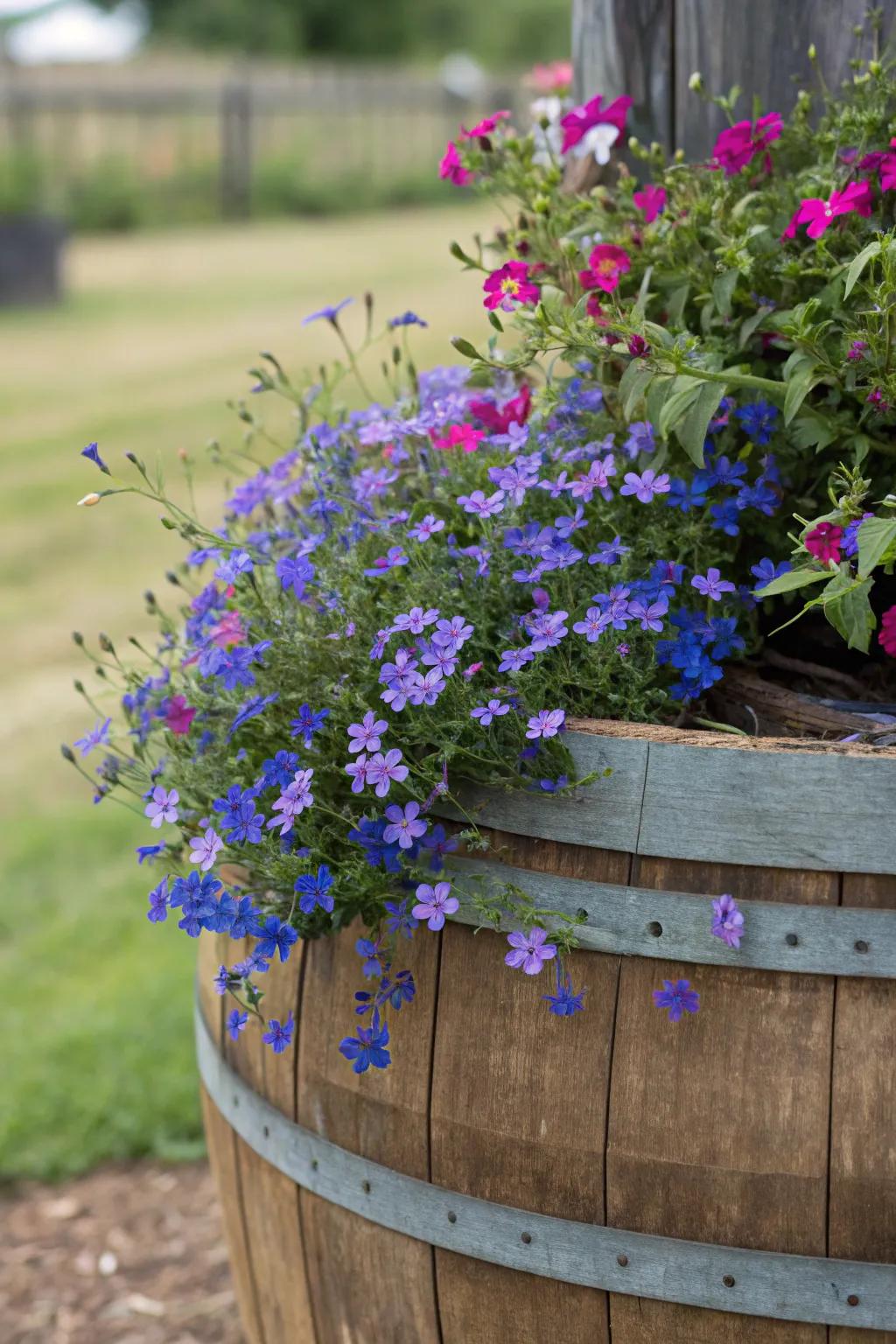Whimsical lobelia spilling from a whiskey barrel planter.