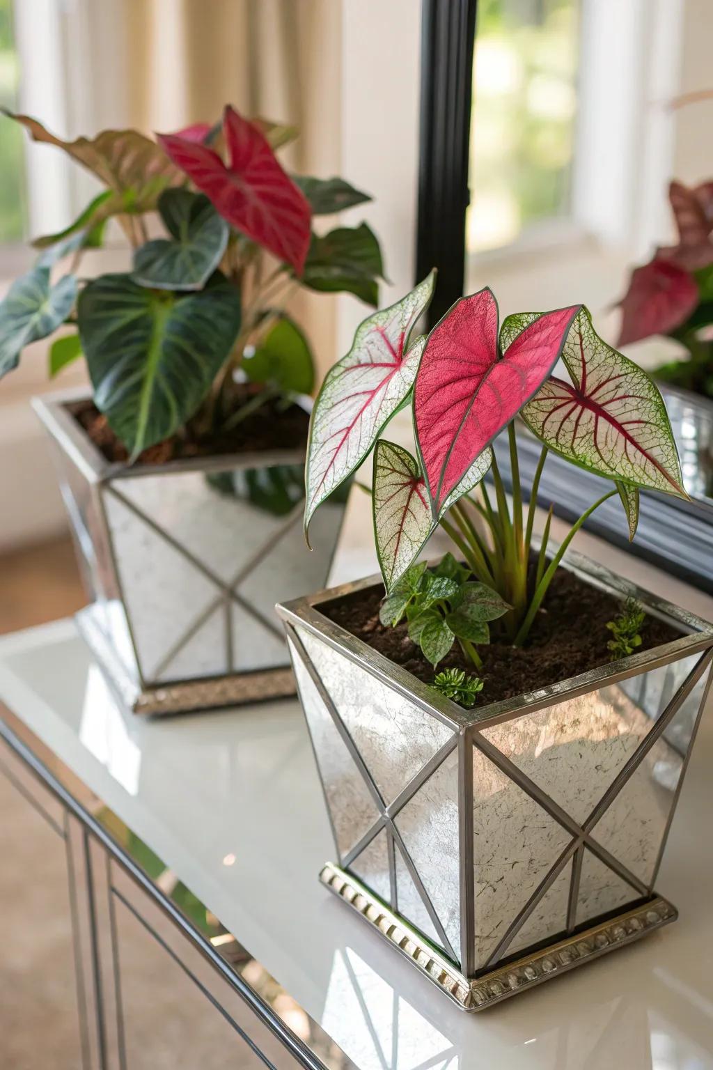 Reflective vessels accentuate the beauty of caladiums.