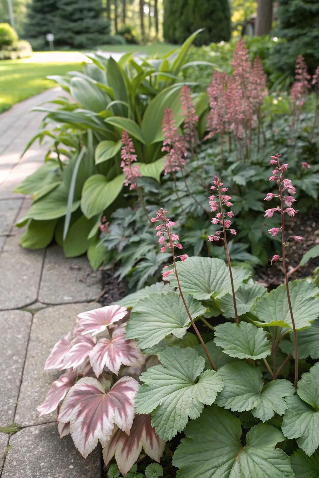 Huecheras and hostas form a stunning contrast within a garden atmosphere.