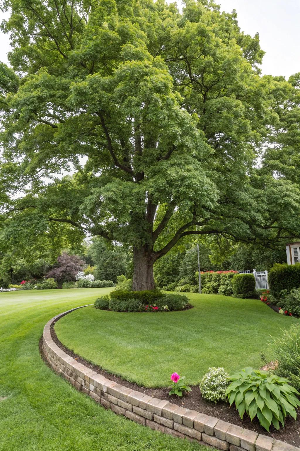 Simple grass borders offer a neat frame for your tree.