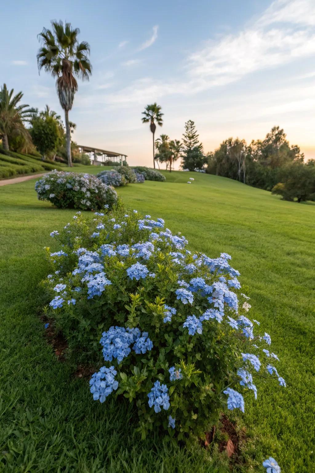 A lawn showcasing a central bed of cerulean blossom blooms as a striking focal point.