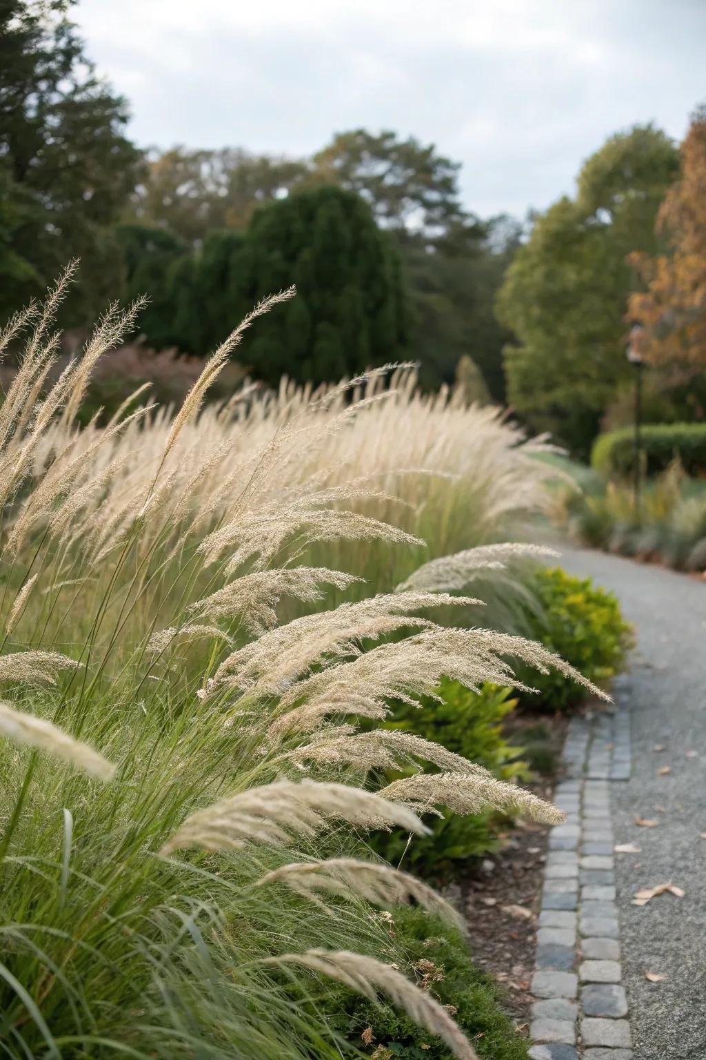 Plume grass brings refinement and motion to edges.