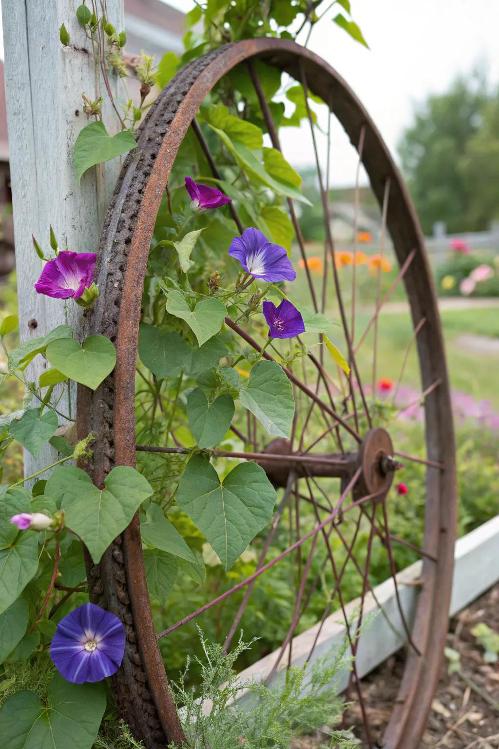 Morning glories ascending a bicycle wheel, an imaginative do-it-yourself support.