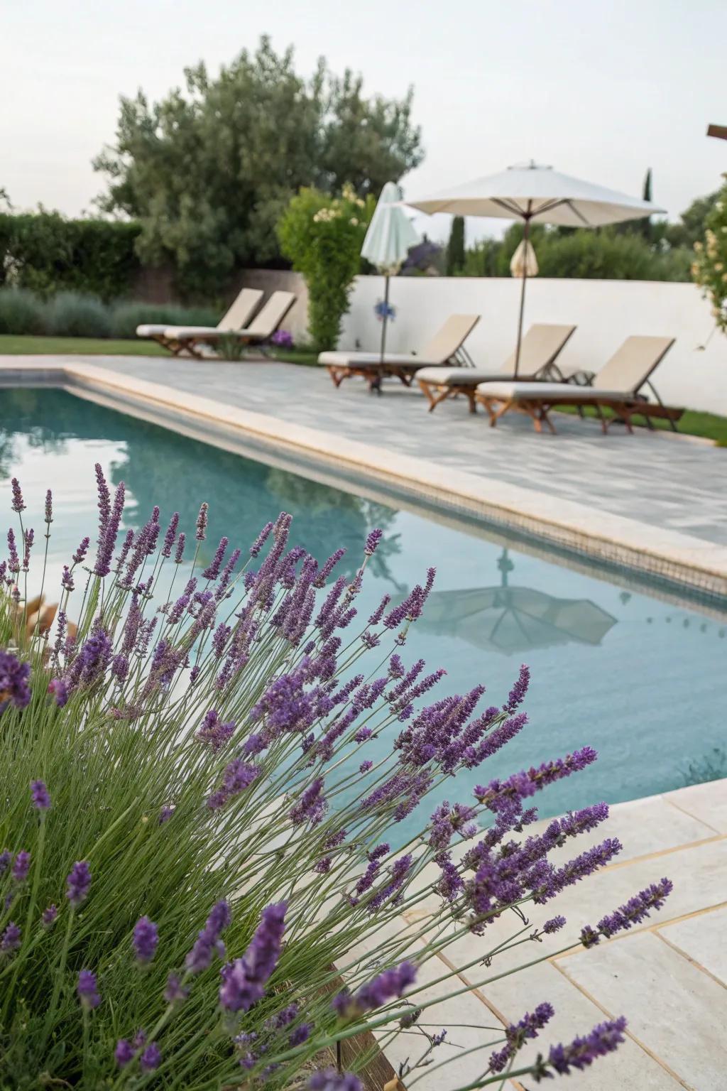 Lavender's fragrance and beauty enhance the poolside experience, creating a serene retreat.