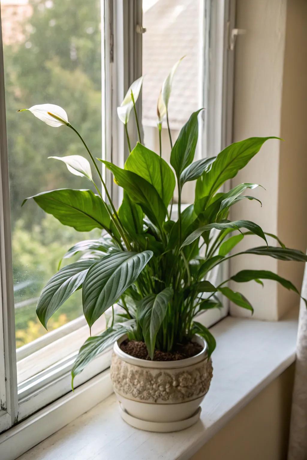 The graceful peace lily, a classic gift embodying a mother's caring nature.