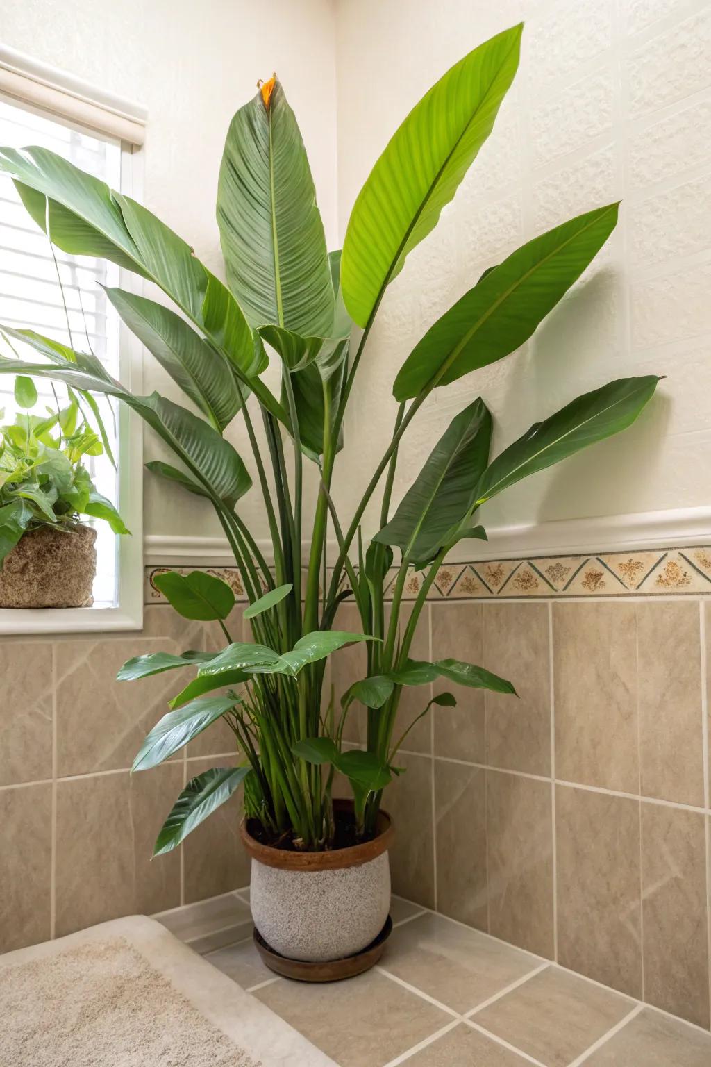 Bring a touch of the tropics to your bathroom with humidity-loving plants.