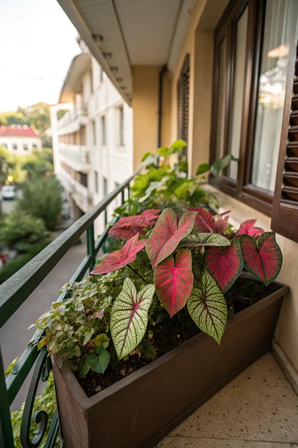 The striking patterns of caladium give shaded spaces a tropical feel.