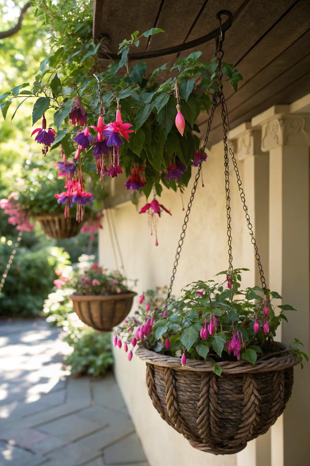 A shaded nook showcasing cascading fuchsias in bloom, suspended in decorative baskets.