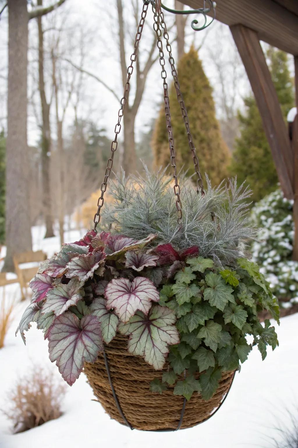 Coral bells provide rich, colorful foliage for winter displays.
