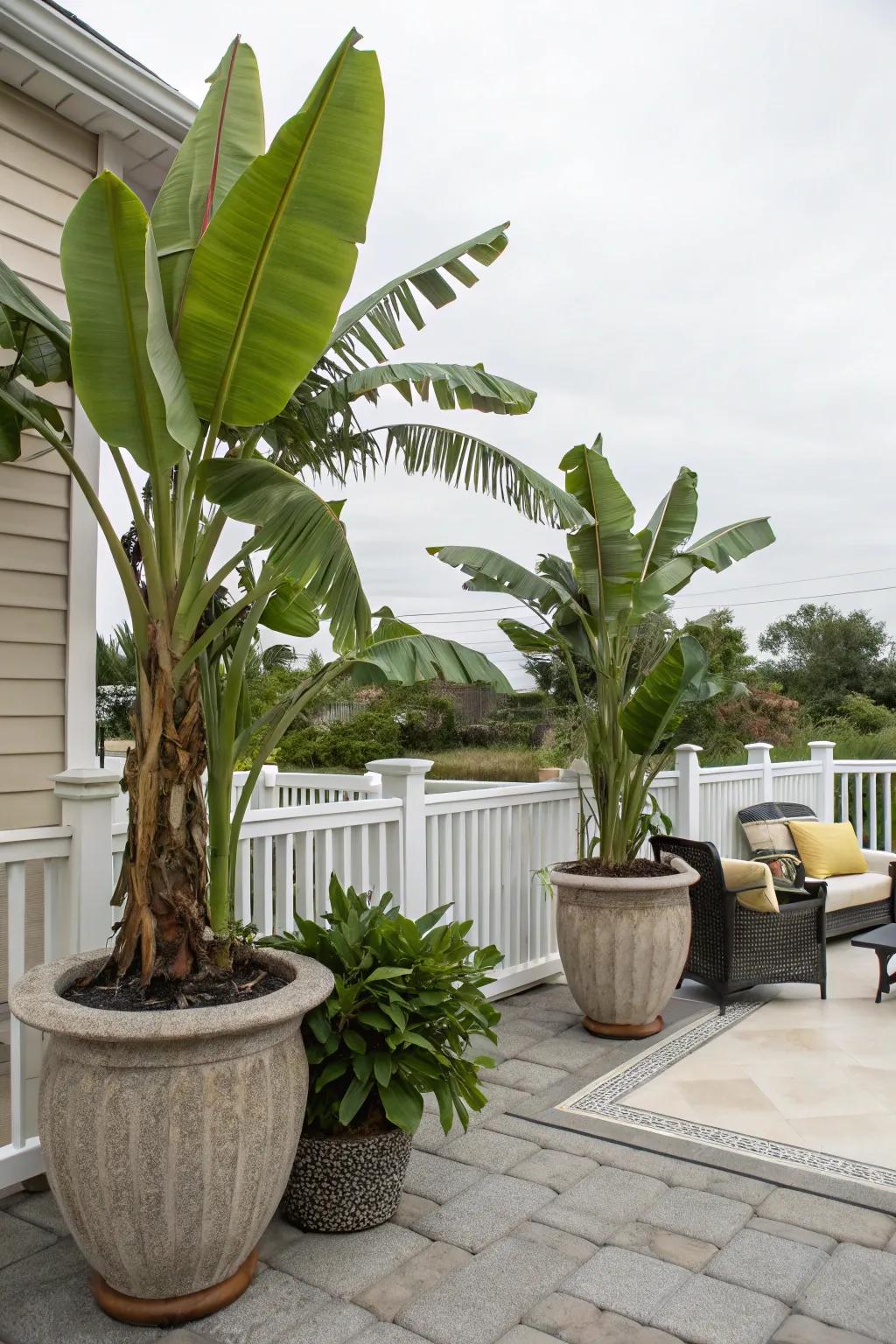 Enjoy adaptability with banana trees grown in ornamental containers.