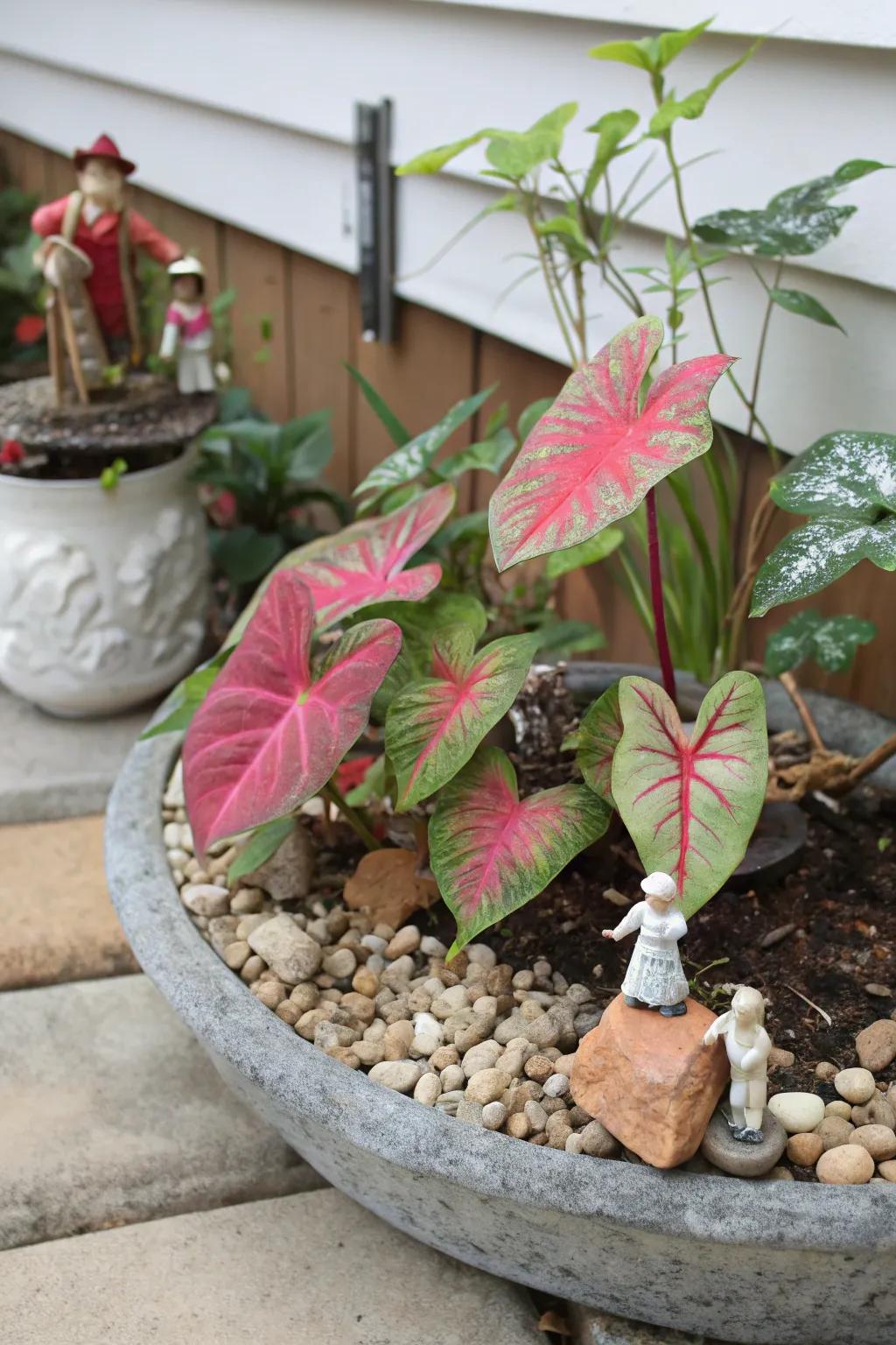 A diminutive garden featuring caladiums appends a sense of whimsy to your decor.