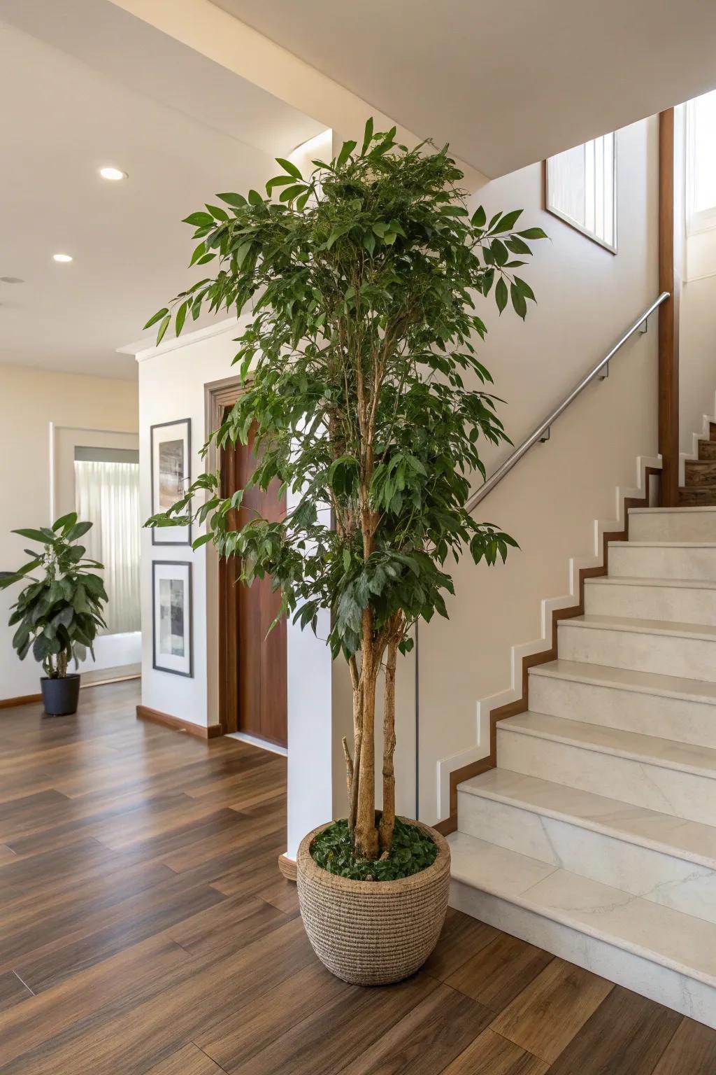 Plants displayed in a foyer have the potential to invigorate the area with natural splendor.