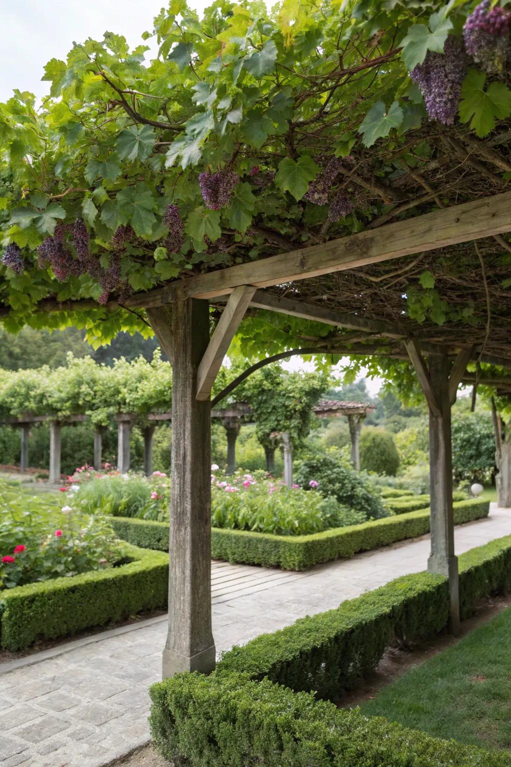 A lush livable roof arbor delivering innate shade and prettiness.
