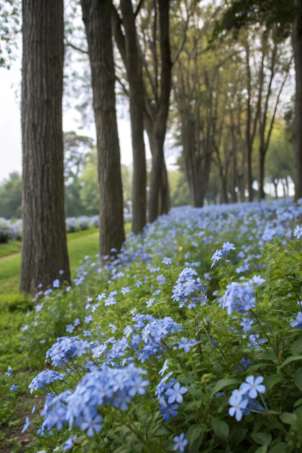 Cerulean blossom blooms crafting a dynamic tapestry beneath towering arbors.