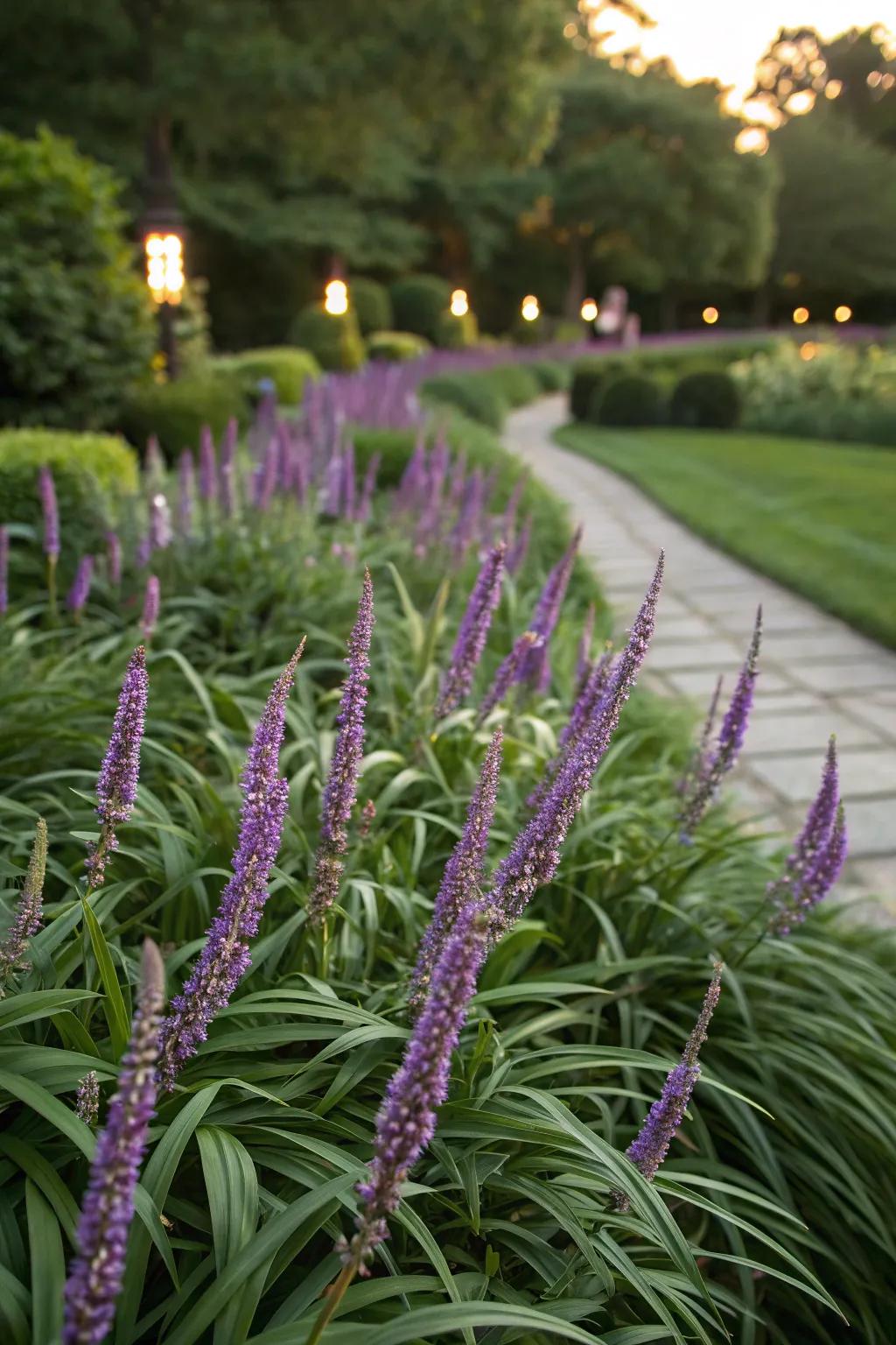 Lilyturf is a versatile ground cover for any border.