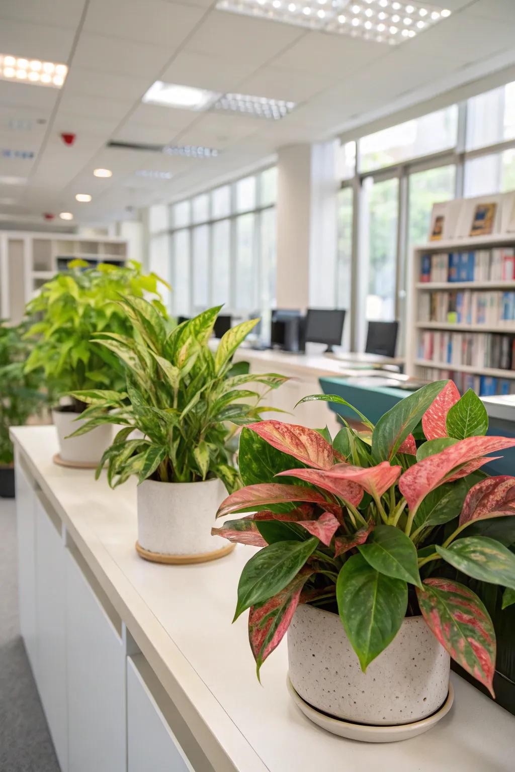 Add color with vibrant foliage plants like Siam Aurora.