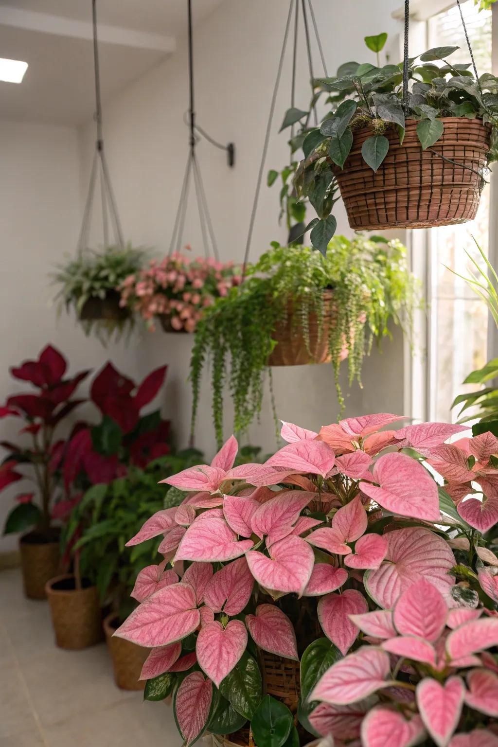 Plants with rose-tinted foliage add a natural splash of color.