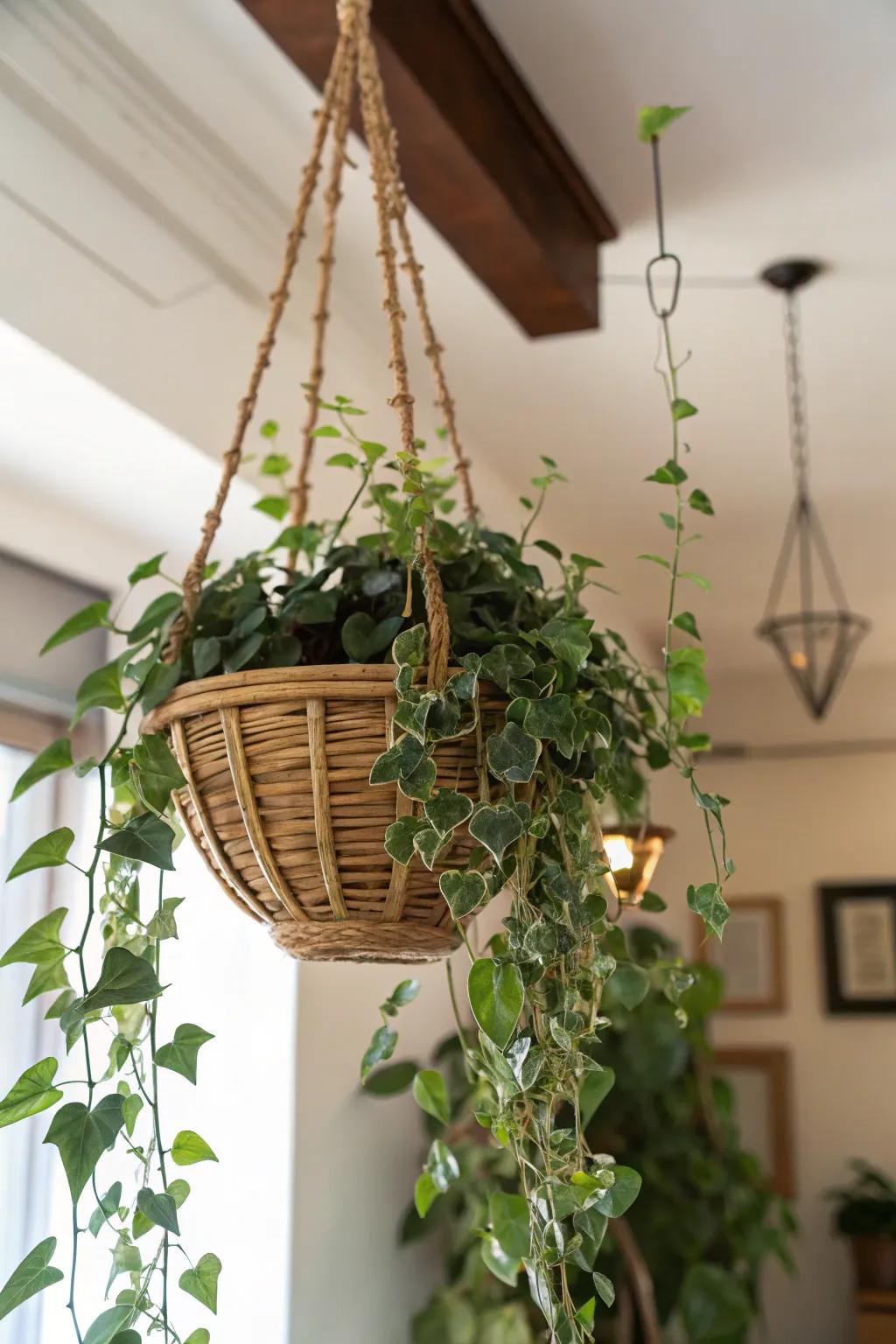 A rich suspended plant, perfect for infusing greenery within mom's dwelling.