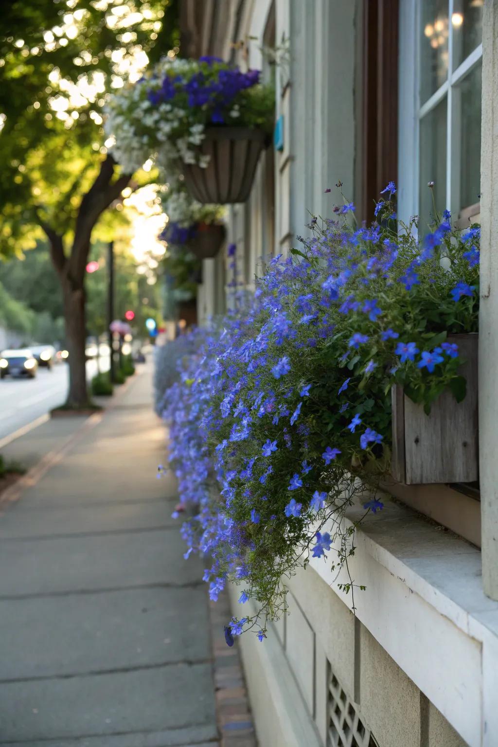 Any window box is given a calming touch by the blue blooms of lobelia.