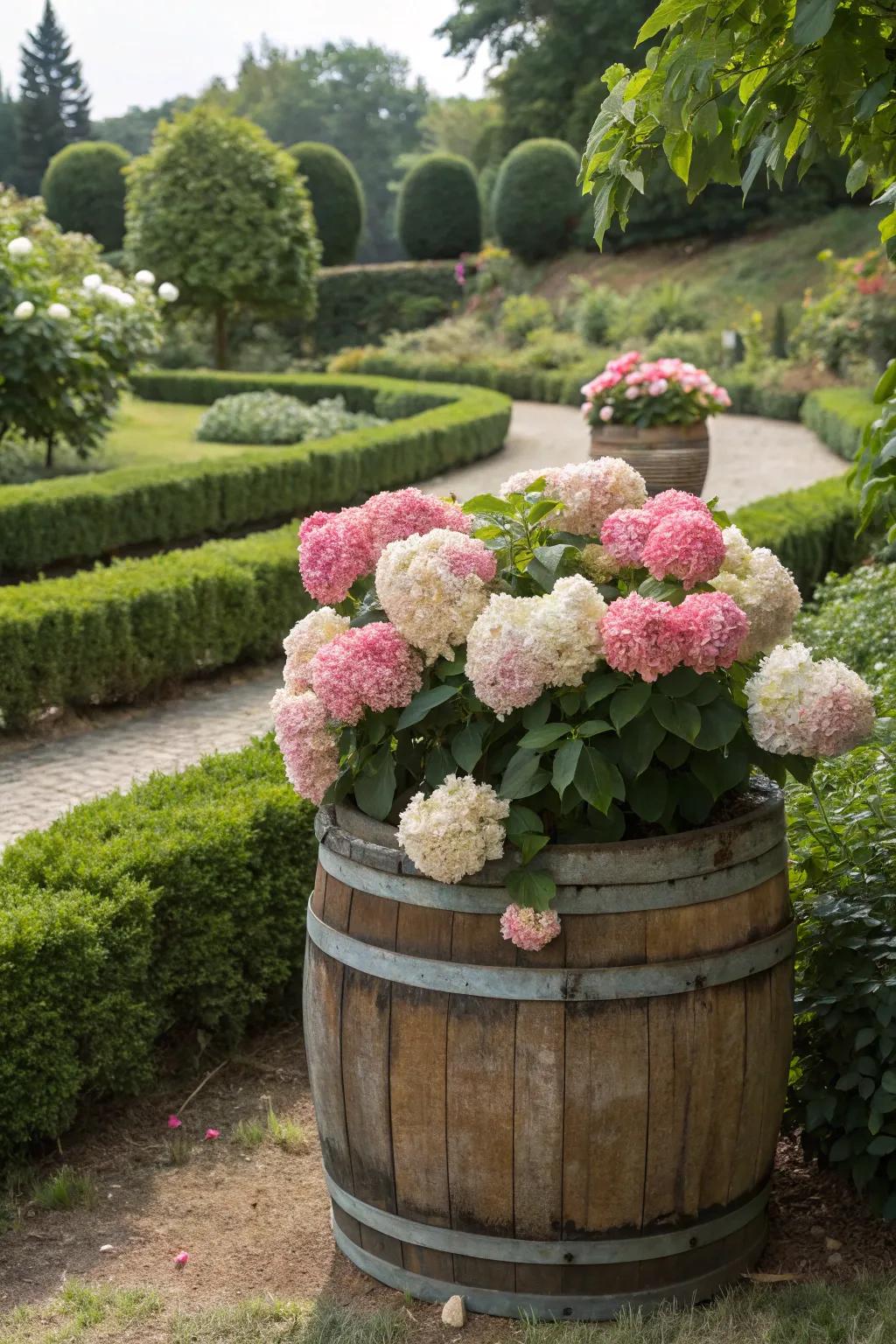 Rich hydrangeas making a stunning display inside a whiskey barrel.