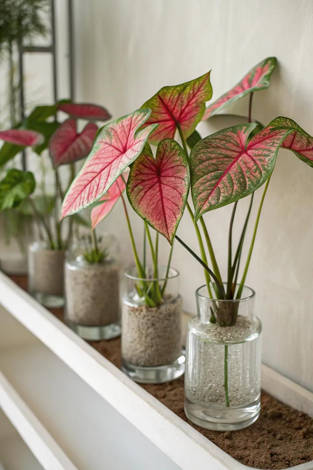 Transparent containers accentuate the splendor of caladiums' roots.