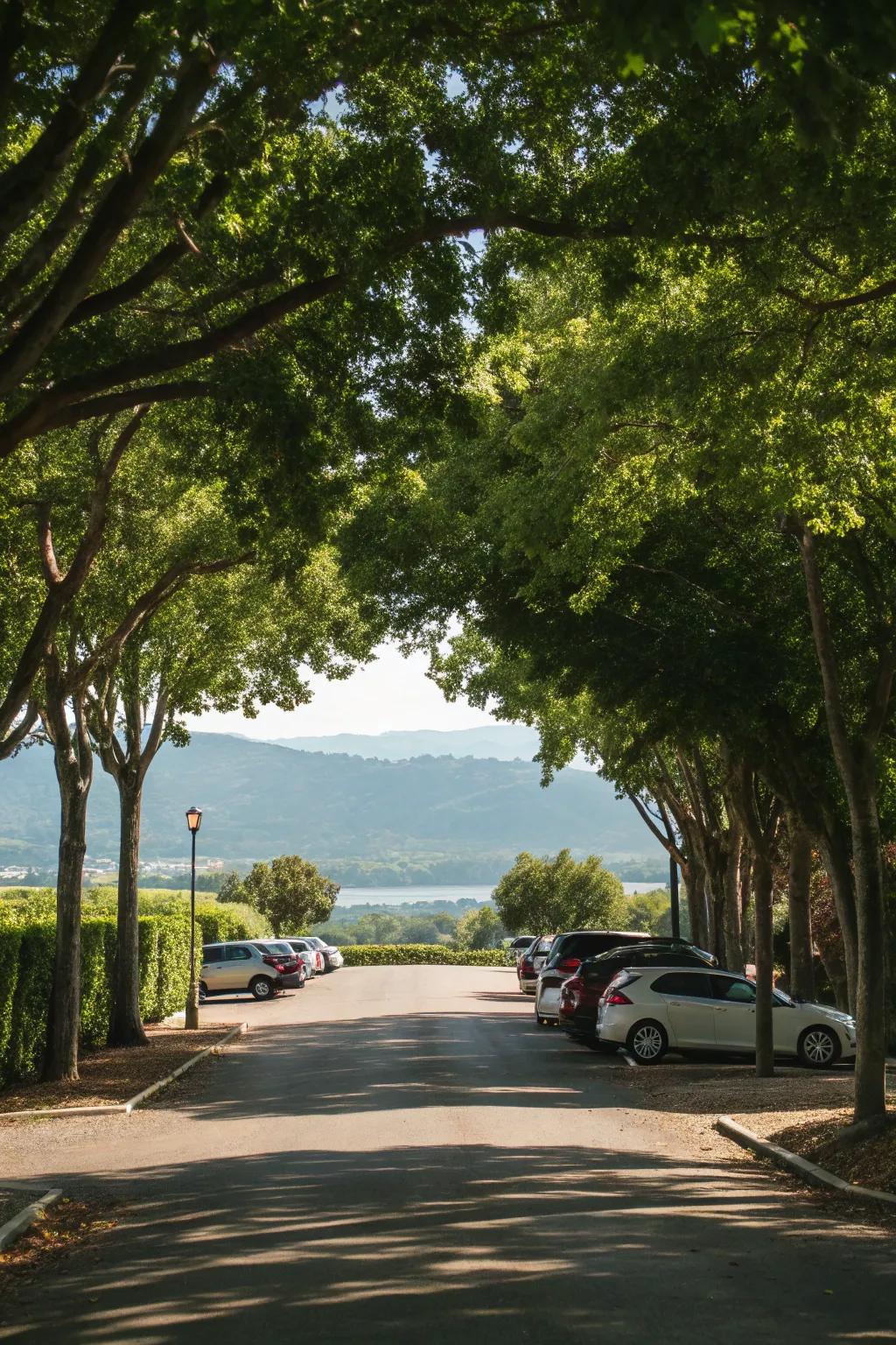 A serene, tree-lined rear lot access road offering privacy and a scenic view.