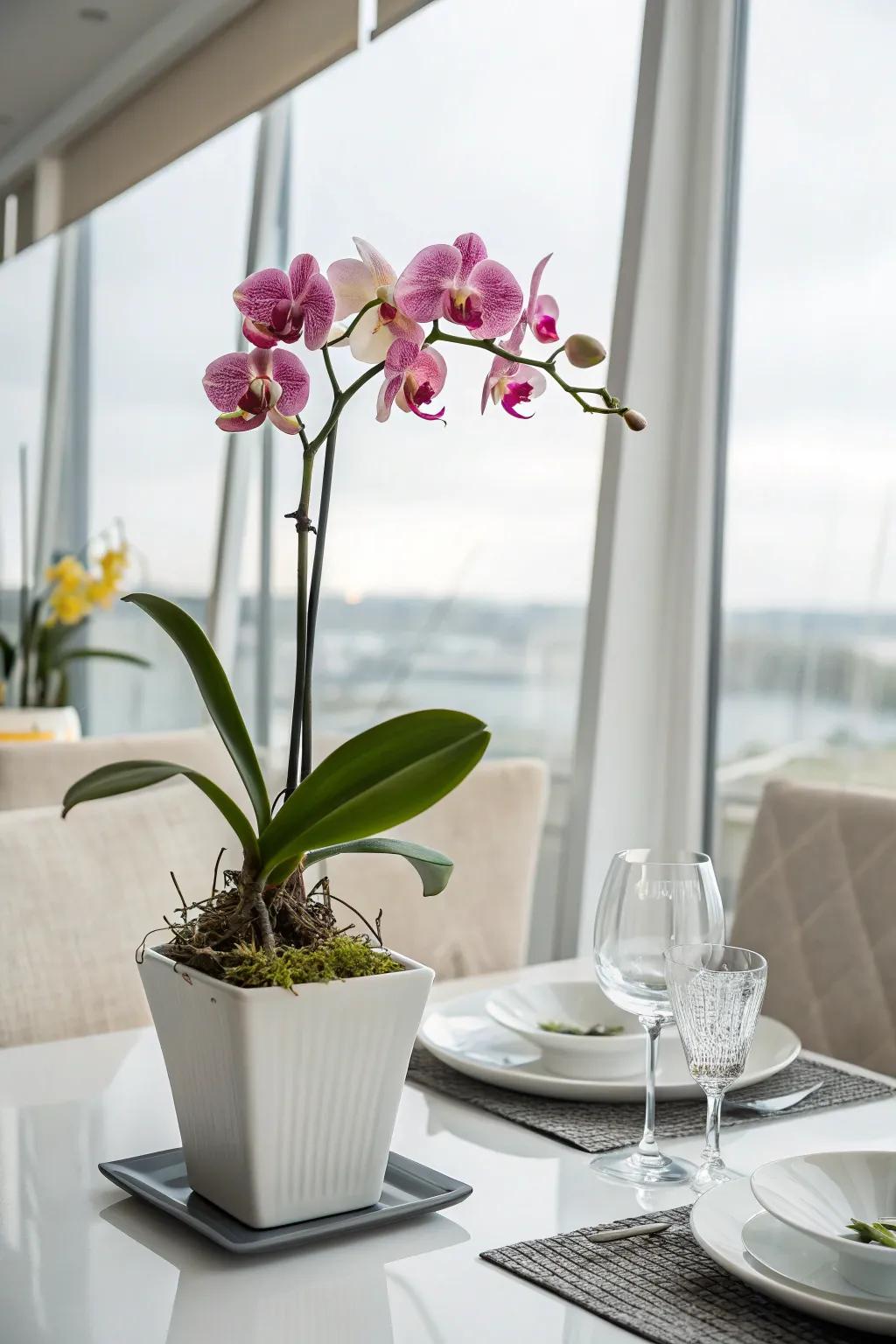 Orchids adding a refined element to the dining space.