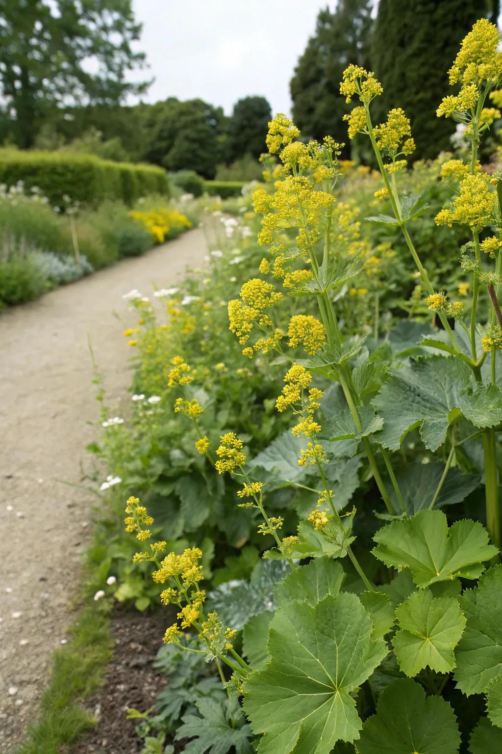 Lady's mantle adds a soft, charming touch to garden edges.
