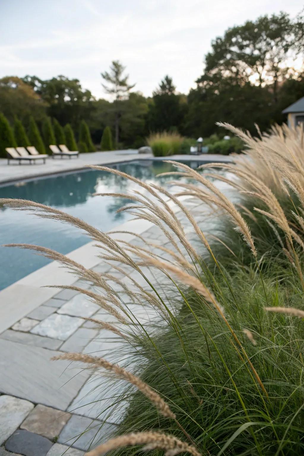 Ornamental grasses impart an elegant, natural feel to poolside settings.