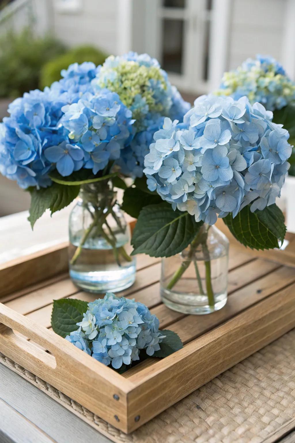 A wooden platform delivers a countryside base for exhibiting blue hydrangeas.