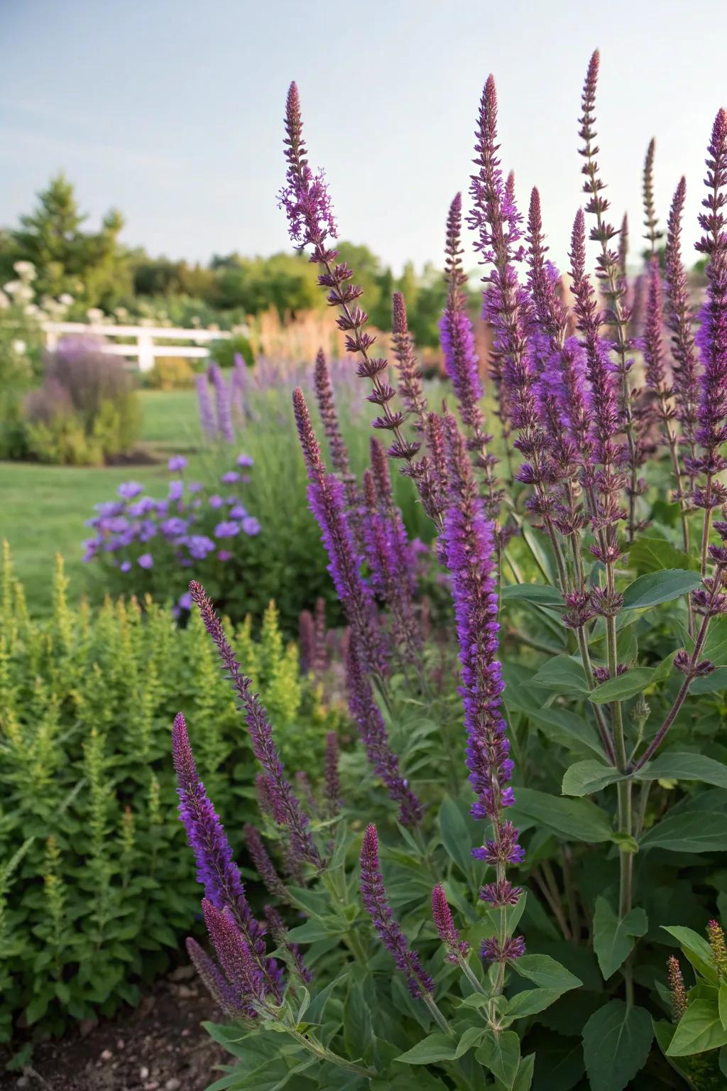 Salvia's bold spikes fashion a striking contrast with summer lilac.