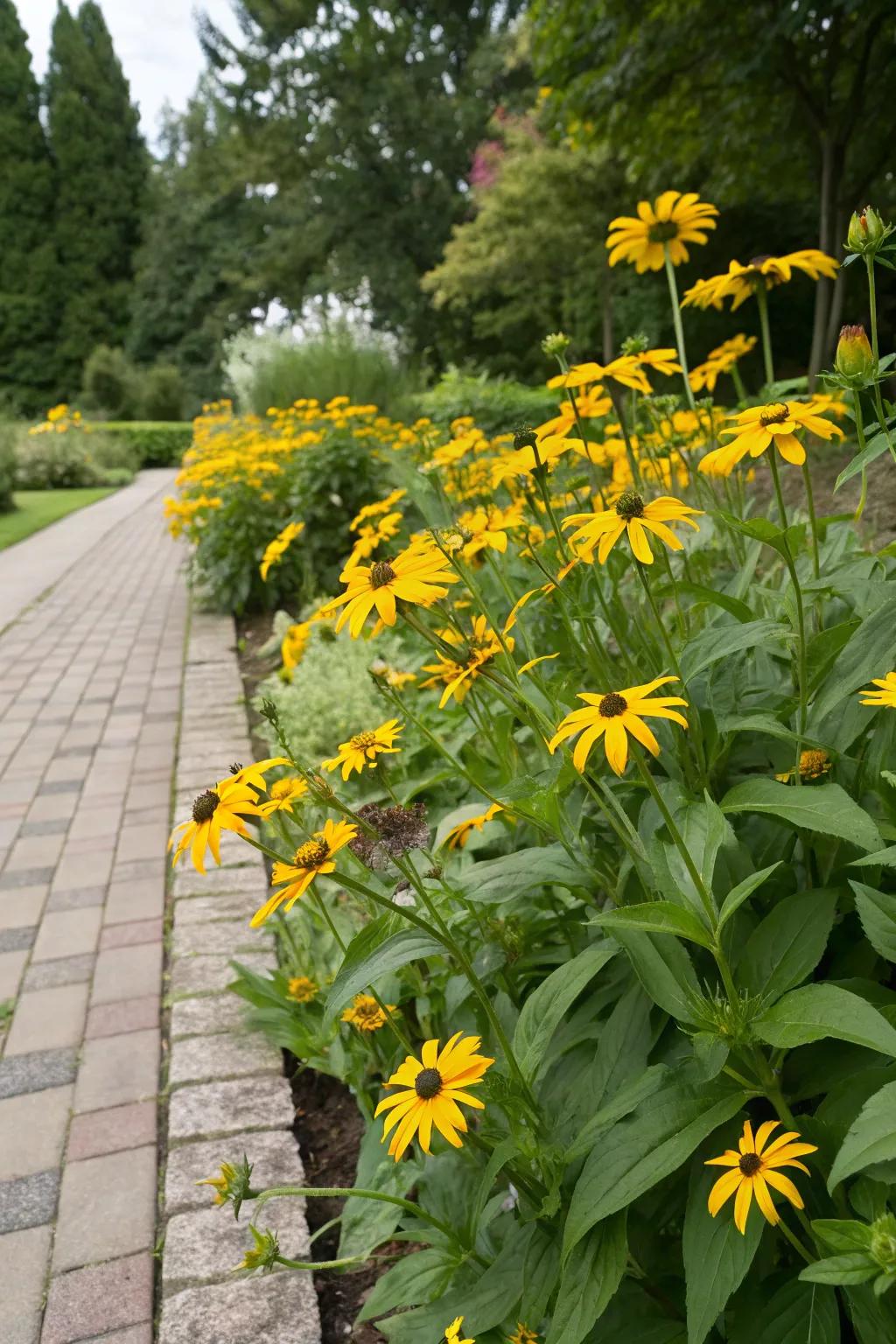 Coneflower offers vibrant, late-season color.