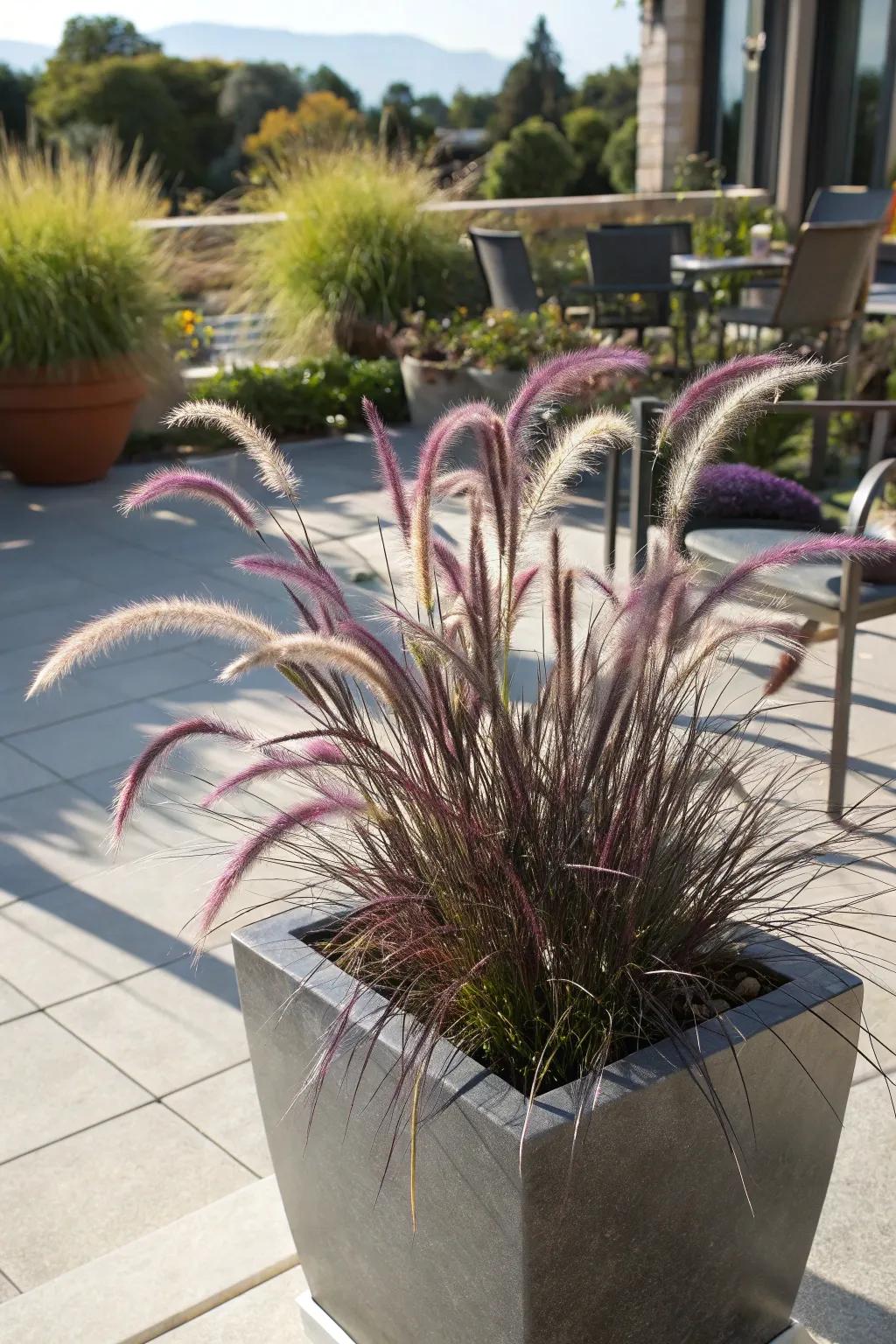 Plume grass adding texture in full sun.