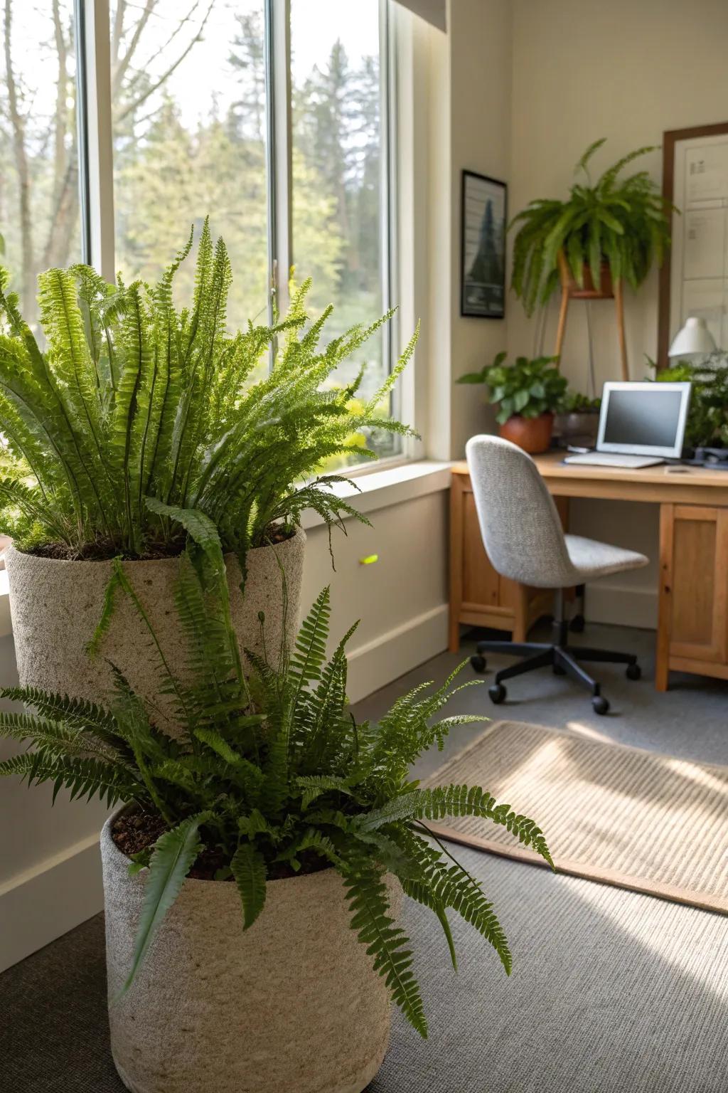 Craft a calming corner with lush Kangaroo Ferns.
