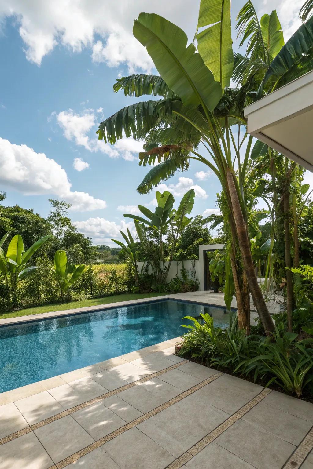 Banana plants create a tropical oasis with their large, verdant leaves.