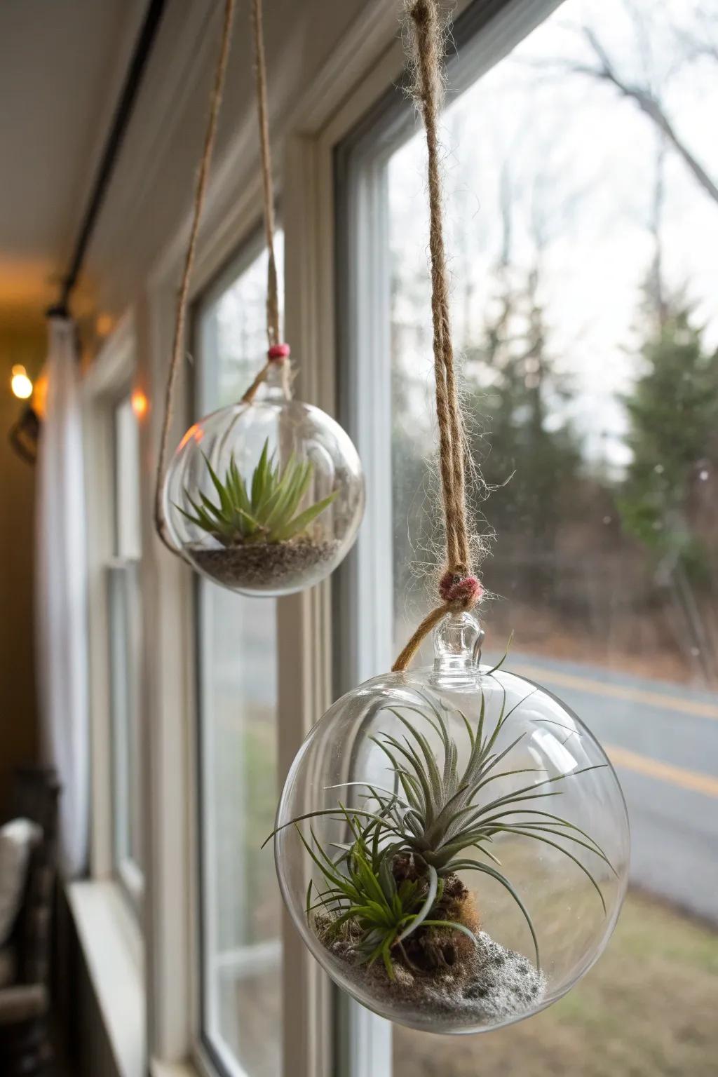 Sleek and modern air plants within crystal orbs, a notable gift option.