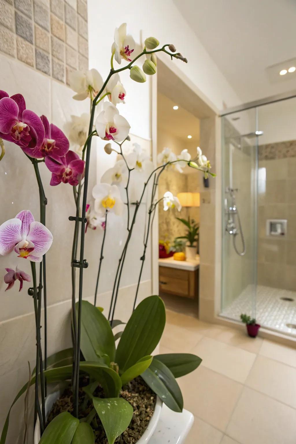 Orchids bestow an unexpected elegance upon your restroom's greenery.