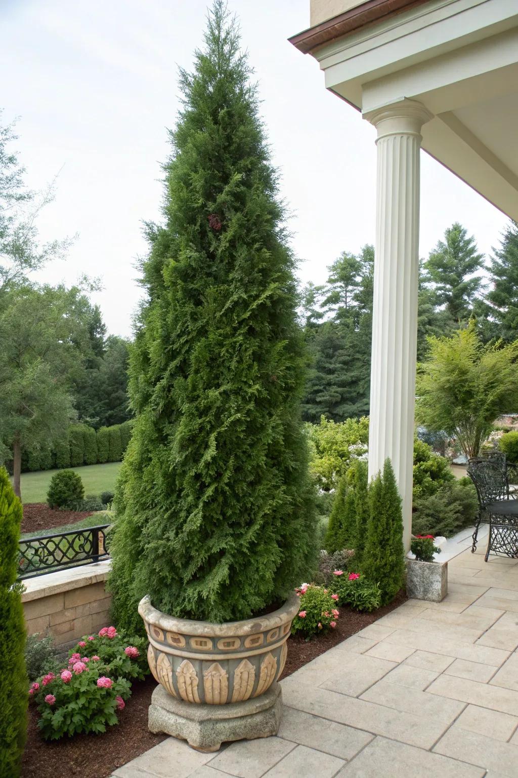 Mobile greenery: Evergreens in containers for adaptable landscaping.