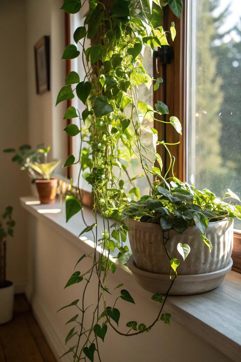Highlight your trailing plants through inventive containers.